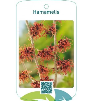 Hamamelis oranje