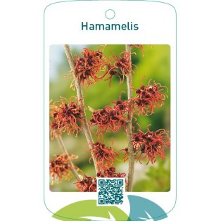 Hamamelis oranje