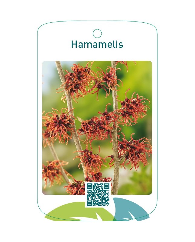 Hamamelis oranje