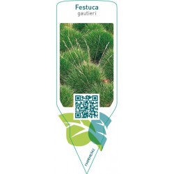 Festuca gautieri