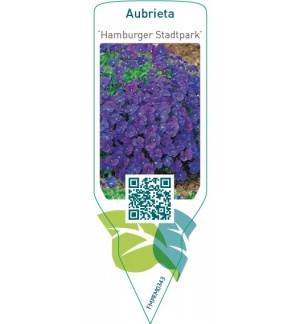 Aubrieta ‘Hamburger Stadtpark’