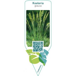 Koeleria glauca