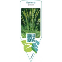 Koeleria glauca