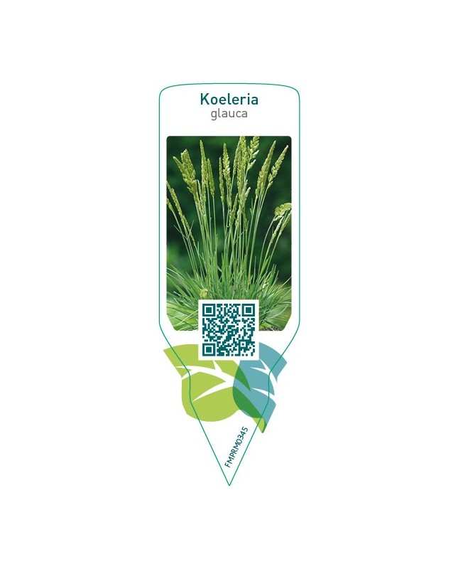 Koeleria glauca