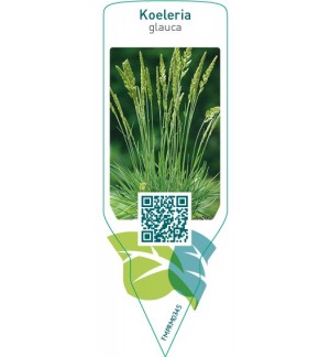 Etichette di Koeleria glauca *