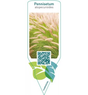 Pennisetum