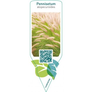 Pennisetum