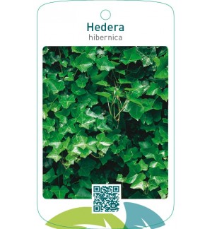 Hedera hibernica