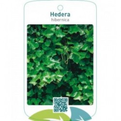 Hedera hibernica
