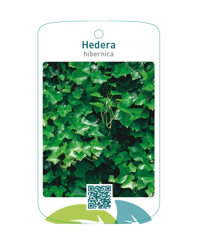 Hedera hibernica