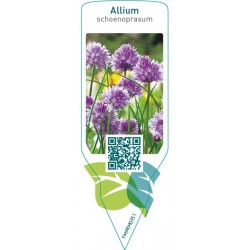 Allium schoenoprasum (chives)