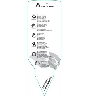Etichette di Allium schoenoprasum (chives) *