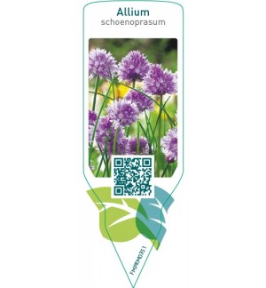 Etiquetas de Allium schoenoprasum (chives) *
