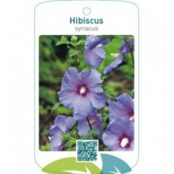 Hibiscus syriacus  blauw