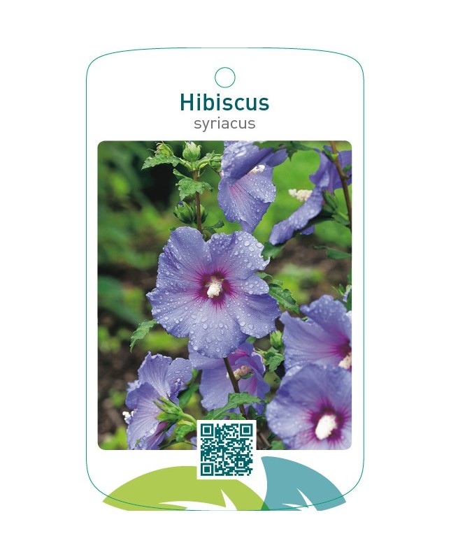 Hibiscus syriacus  blauw