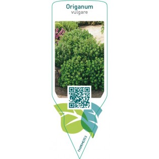 Origanum vulgare (origanum)