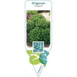Origanum vulgare (origanum)