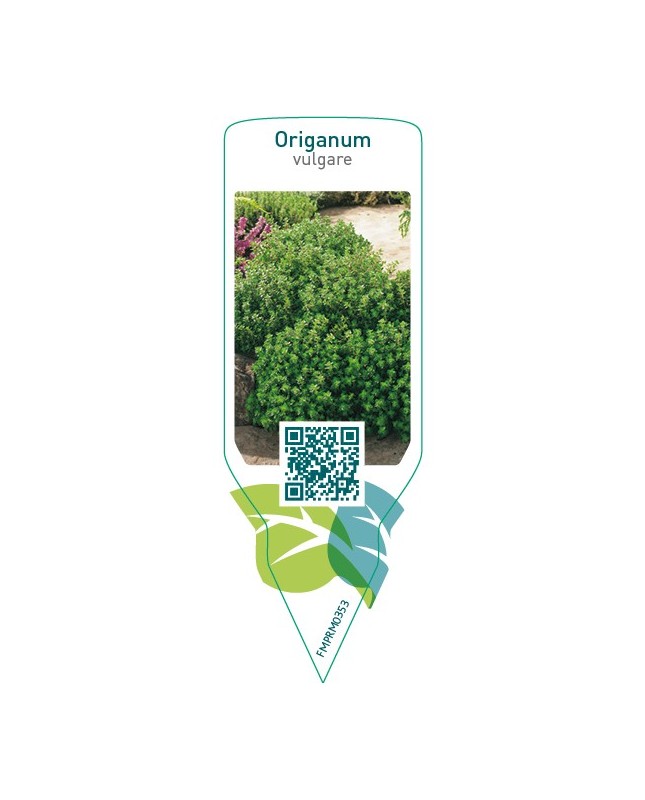 Origanum vulgare (origanum)
