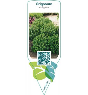 Etiquetas de Origanum vulgare (origanum) *