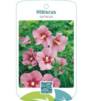 Hibiscus syriacus  roze