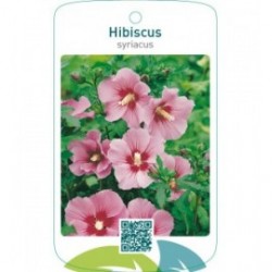 Hibiscus syriacus  roze