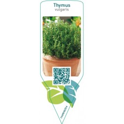 Thymus vulgaris (thyme)