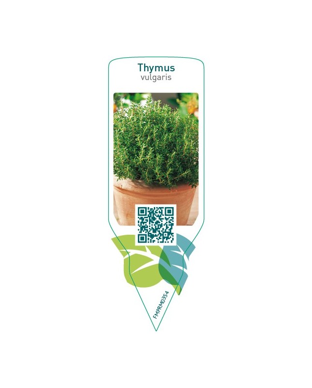 Thymus vulgaris (thyme)