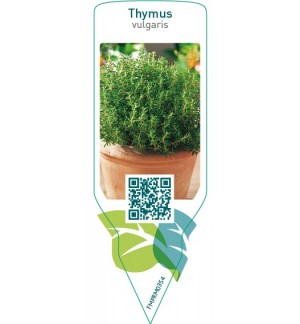 Etichette di Thymus vulgaris (thyme) *