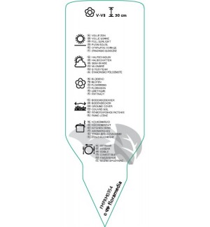 Etichette di Thymus vulgaris (thyme) *