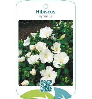 Hibiscus syriacus  wit