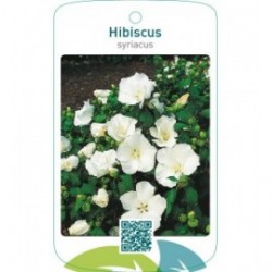 Hibiscus syriacus  wit