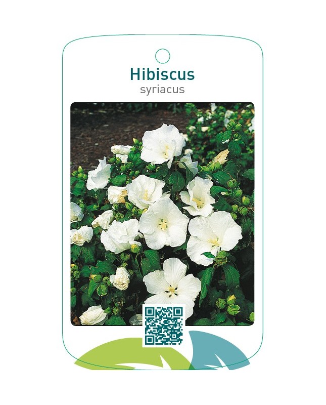 Hibiscus syriacus  wit