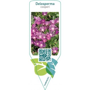 Delosperma cooperi