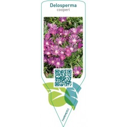 Delosperma cooperi