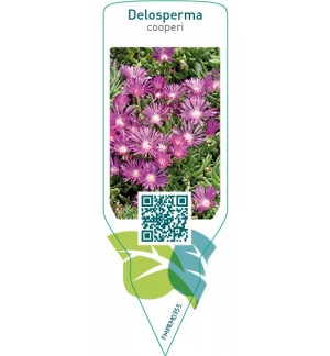 Etichette di dilosperma cooperi *