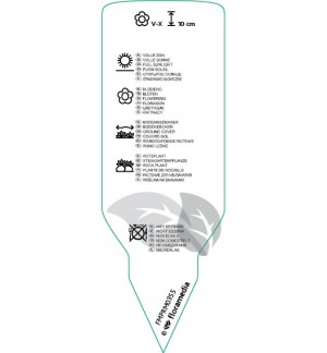 Etichette di dilosperma cooperi *