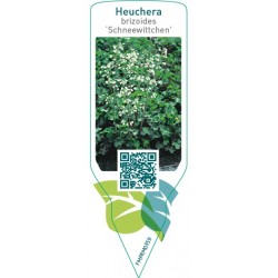 Heuchera brizoides ‘Schneewittchen’