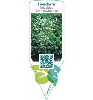 Etichette di Heuchera brizoidis ‘Schneewittchen’ *
