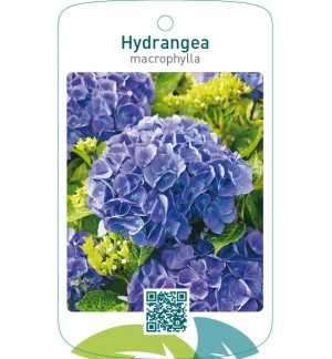 Hydrangea macrophylla  blauw