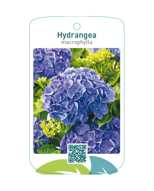 Hydrangea macrophylla  blauw