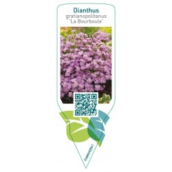 Dianthus gratianopolitanus ‘La Bourboule’