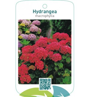 Hydrangea macrophylla  rood
