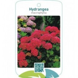 Hydrangea macrophylla  rood