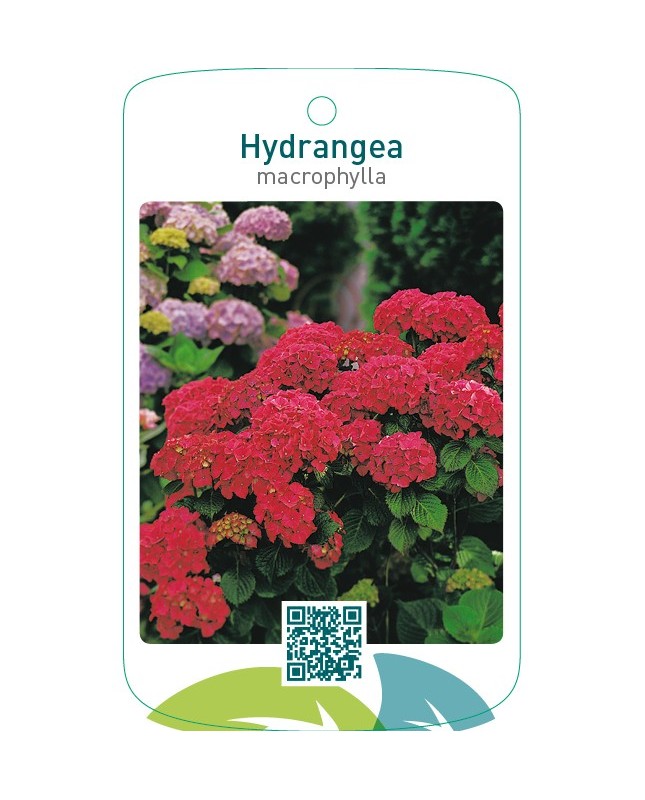 Hydrangea macrophylla  rood