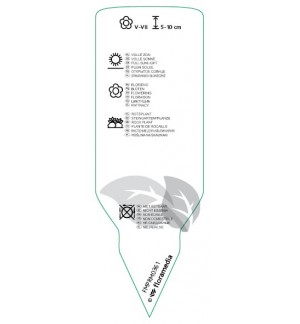Etichette di Dianthus gratianopolitanus ‘La Bourboule’ *