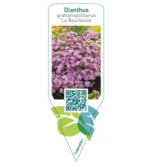 Etiquetas de Dianthus gratianopolitanus ‘La Bourboule’ *