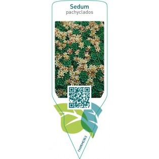 Sedum pachyclados