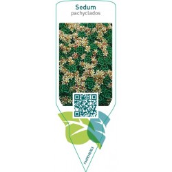 Sedum pachyclados