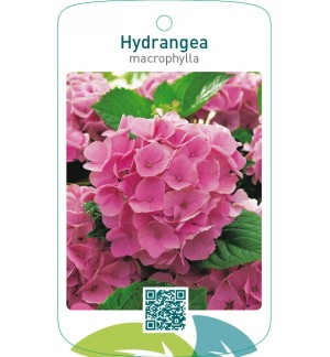 Hydrangea macrophylla  lichtroze