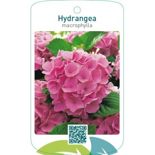 Hydrangea macrophylla  lichtroze